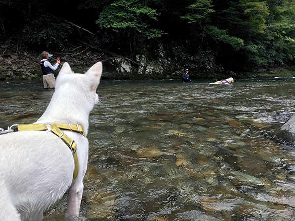 兵庫 水遊び ペット